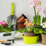 herbs in flower pots indoor kitchen garden