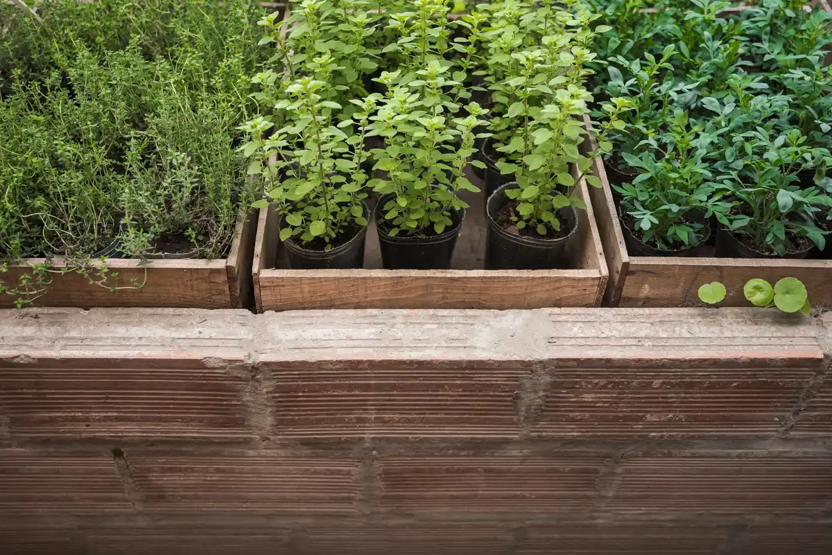 container garden urban balcony herbs vegetables