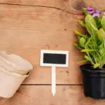 container gardening mistakes and solutions