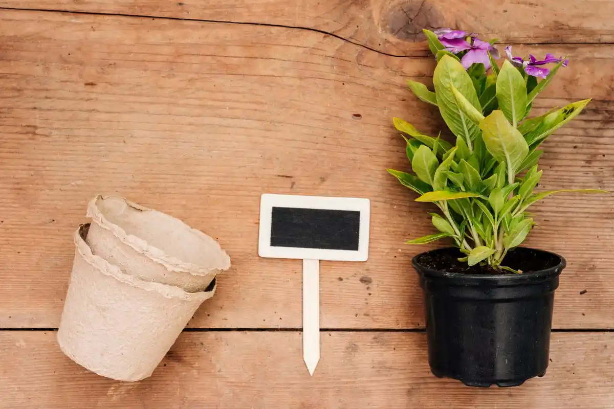 container gardening mistakes and solutions