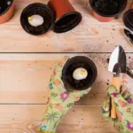 urban balcony vegetable gardening small pots