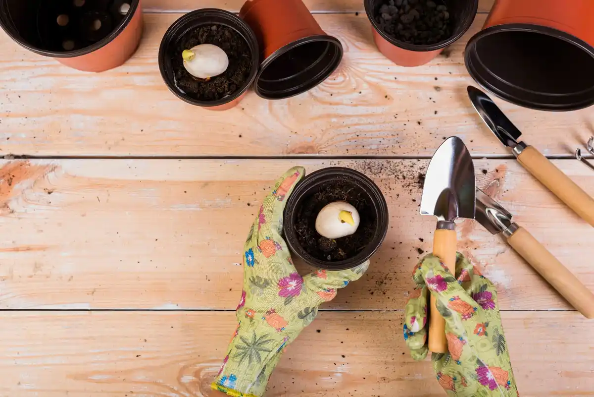 urban balcony vegetable gardening small pots