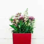 small balcony garden potted plants