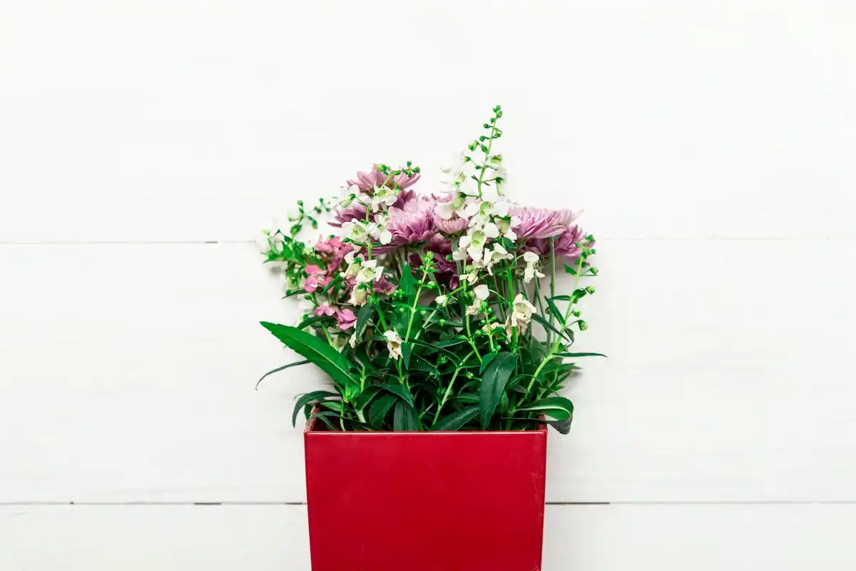 small balcony garden potted plants