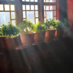 urban balcony vegetable garden small space