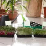 container garden urban balcony herbs vegetables