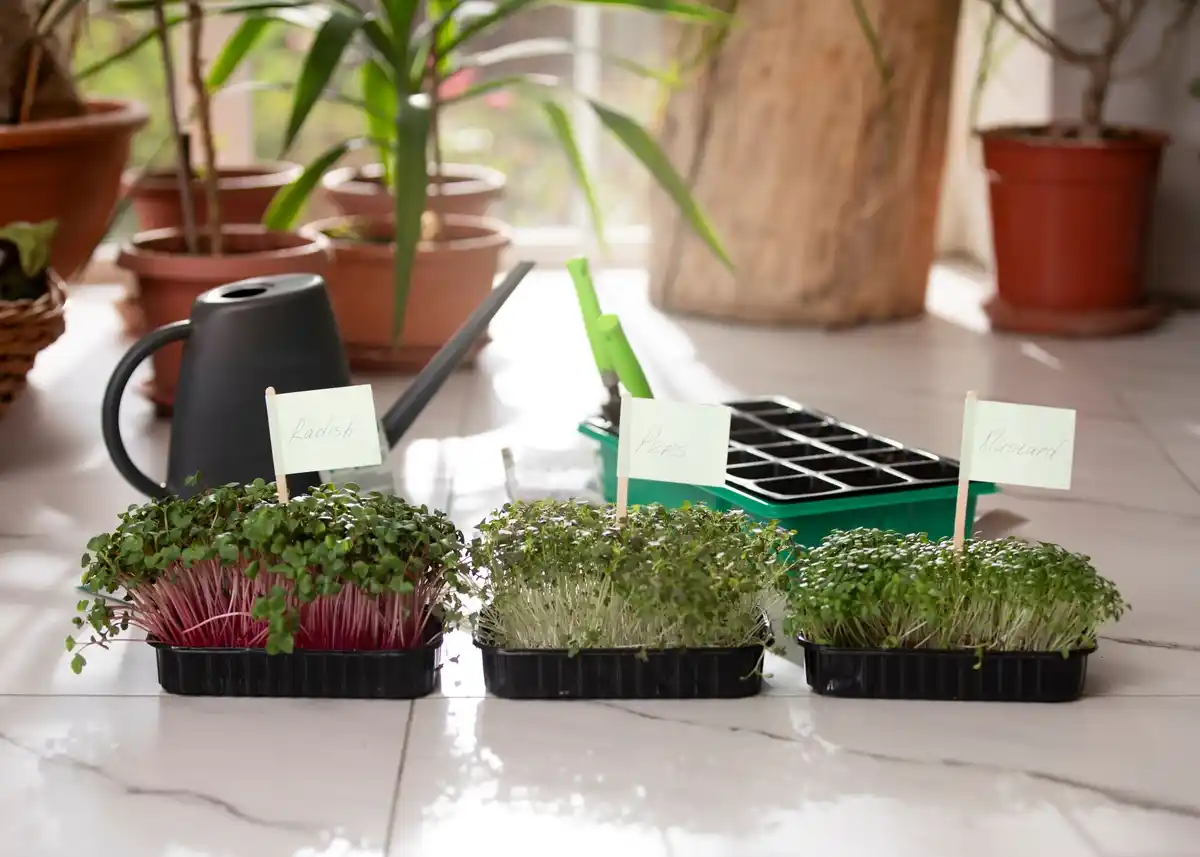 container garden urban balcony herbs vegetables