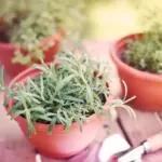 herbs growing in containers balcony gardening