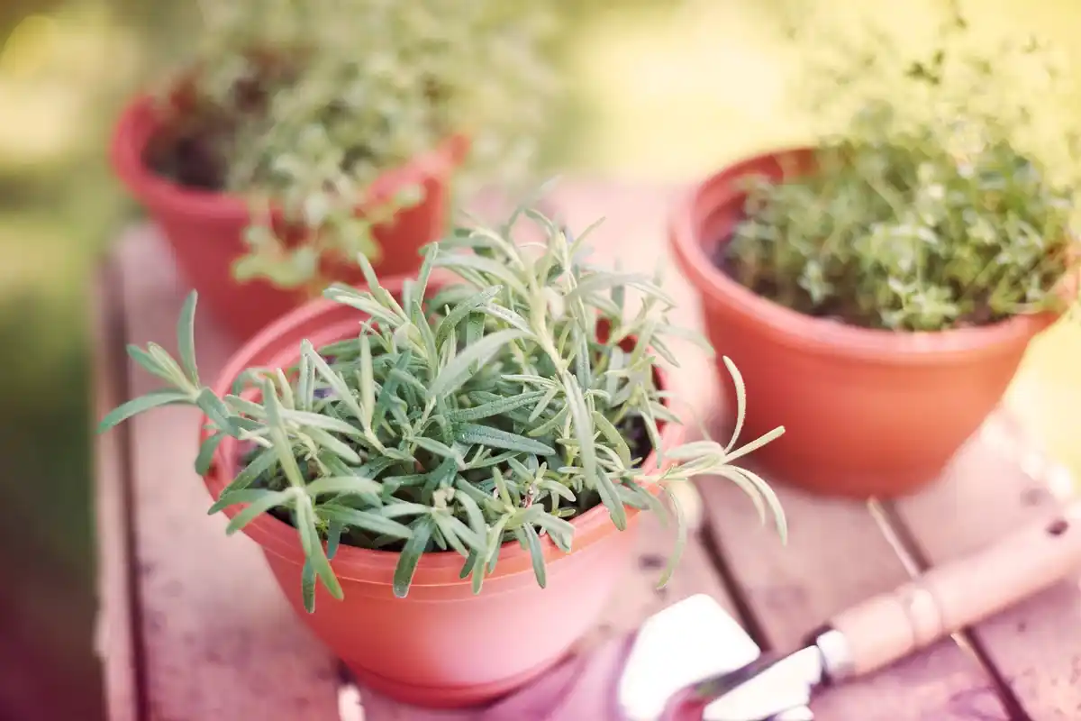 herbs growing in containers balcony gardening