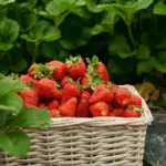 strawberry garden planting home sweet berries