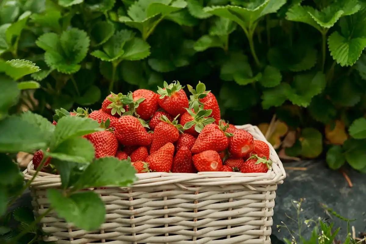 strawberry garden planting home sweet berries