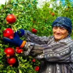 Czech garden fruit varieties