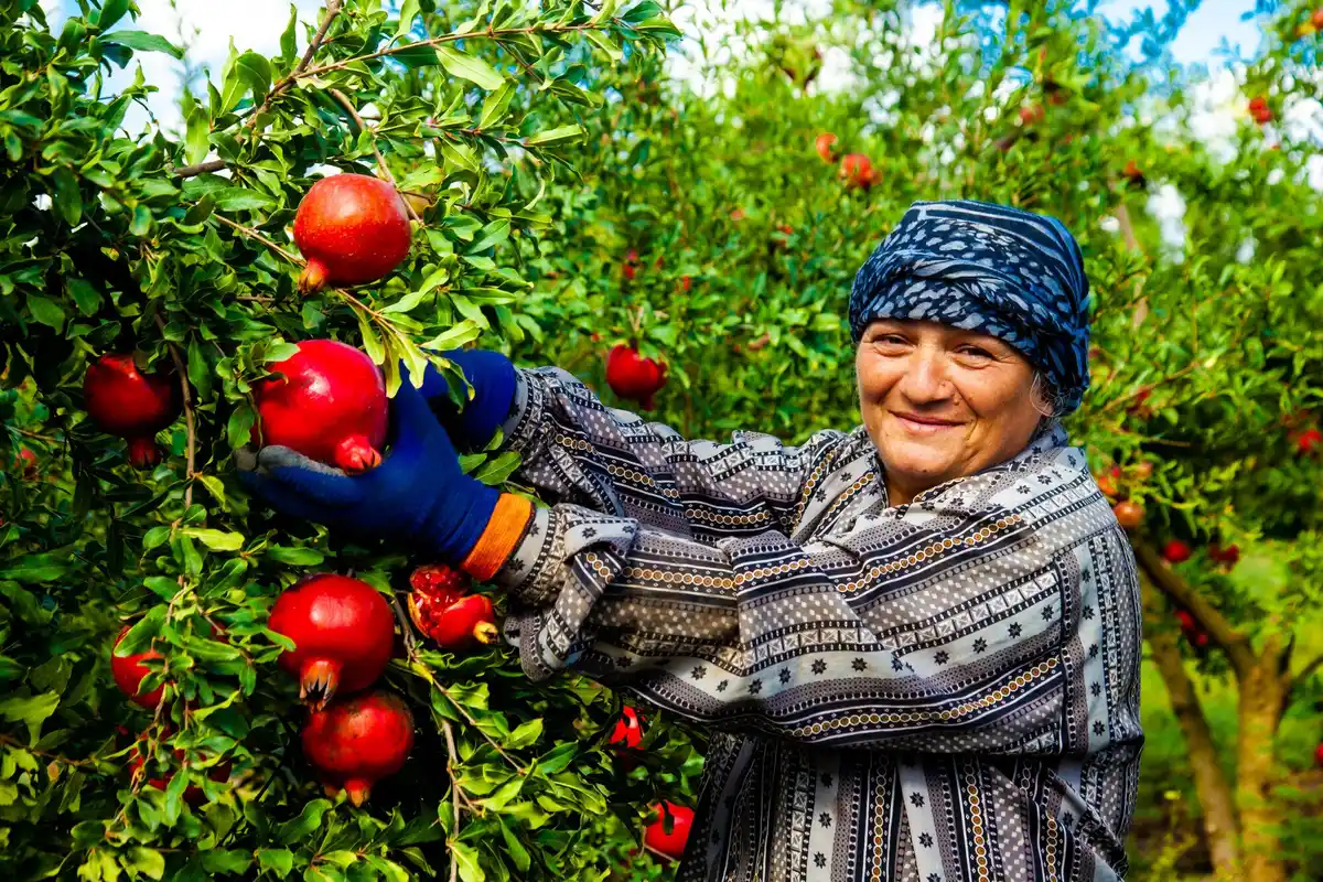 Czech garden fruit varieties