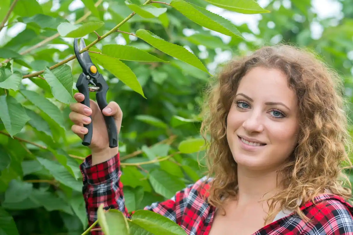 fruit tree care Czech Republic garden