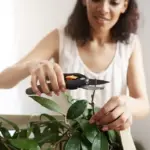 fruit tree propagation gardening