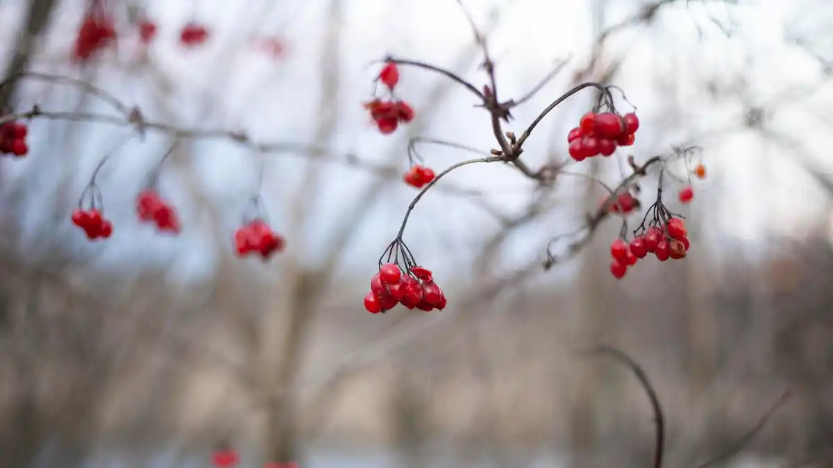 Hardy fruit bushes winter garden Czech Republic