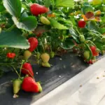 Strawberry garden growing mistakes