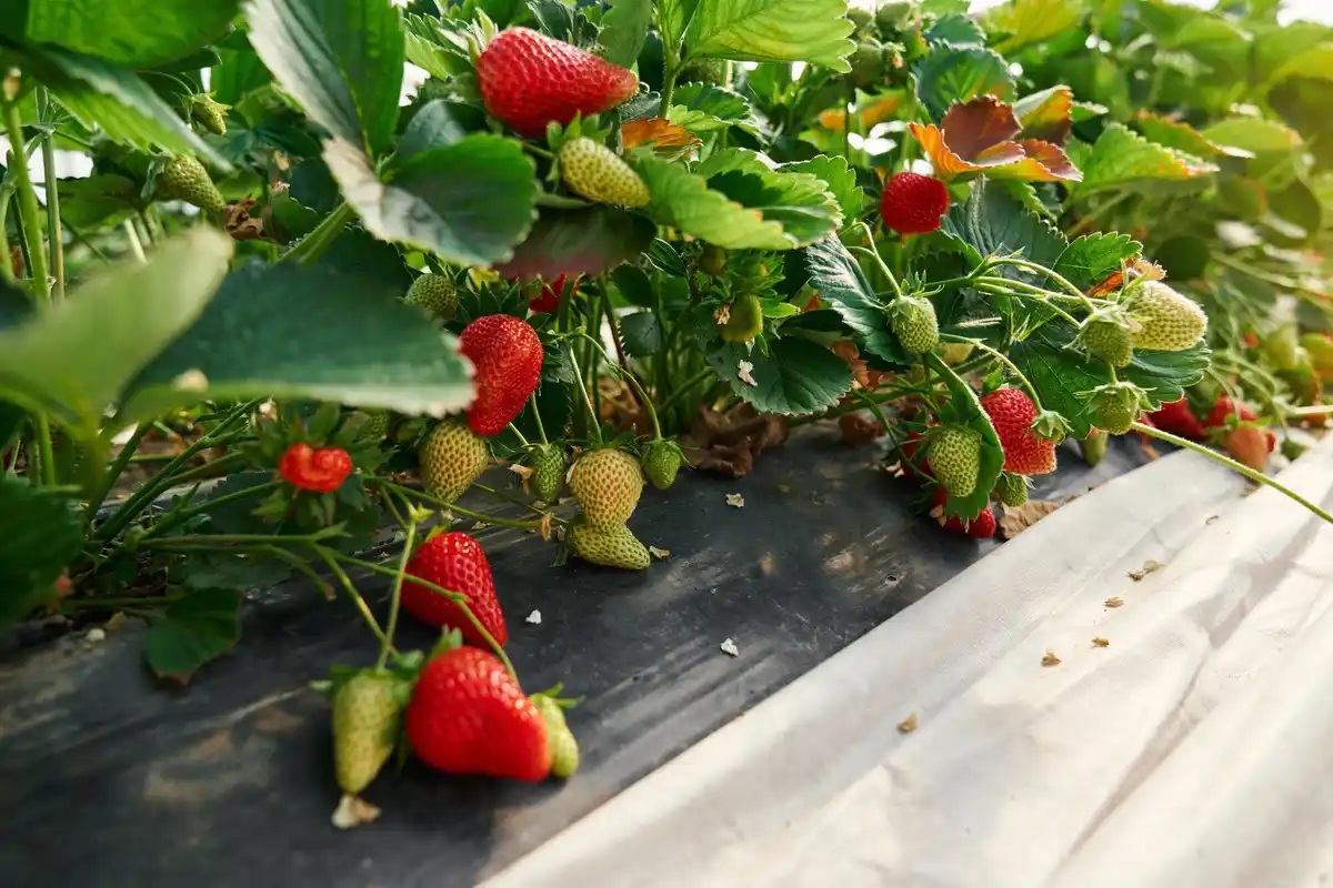 Strawberry garden growing mistakes