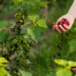 berries garden harvesting