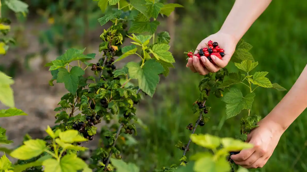 berries garden harvesting