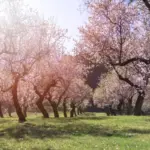 apricot tree vs cherry tree garden