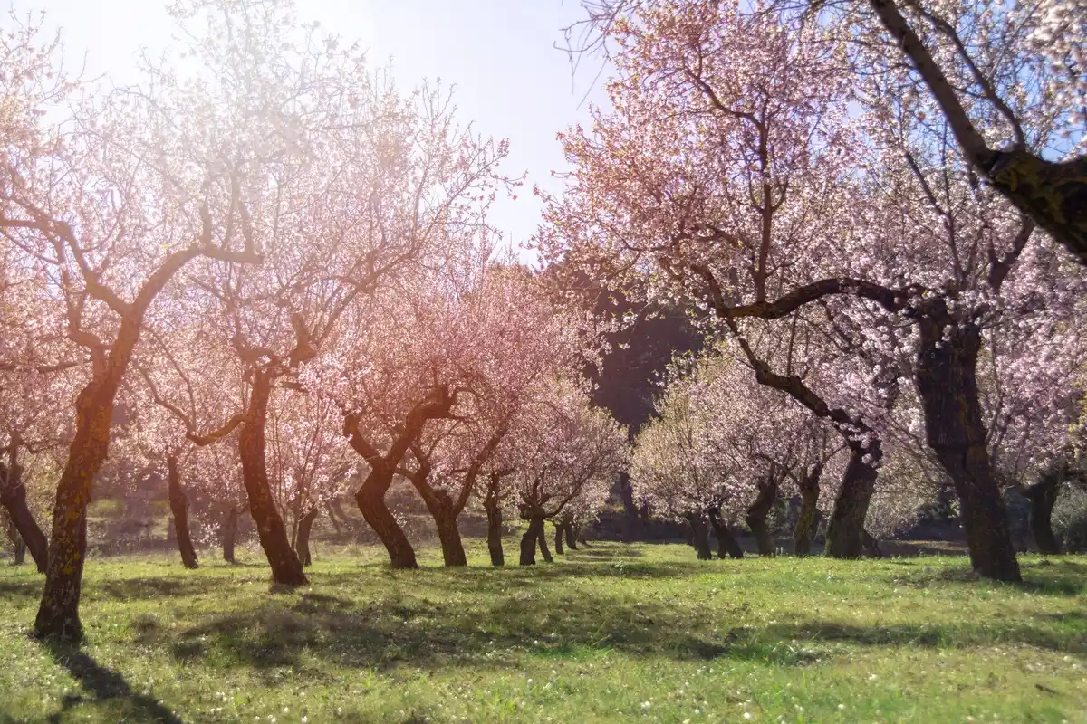 apricot tree vs cherry tree garden