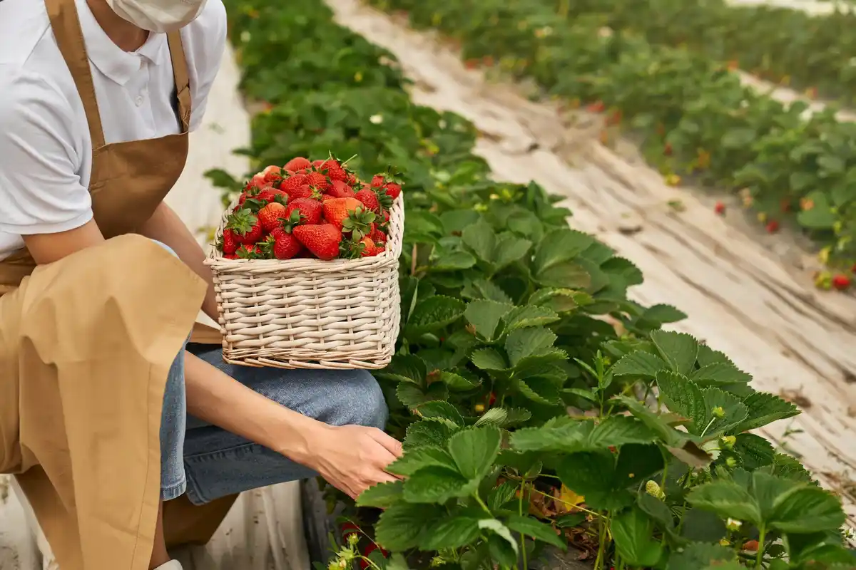 fresh homegrown strawberries garden
