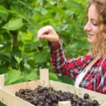 successful fruit gardening Czech Republic backyard garden