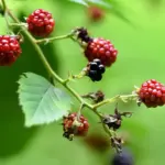 raspberry garden plant growth problem