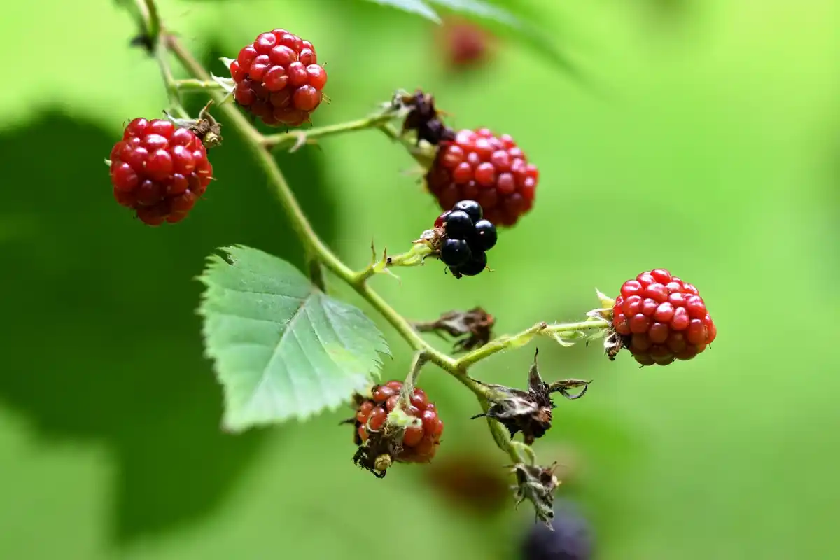 raspberry garden plant growth problem