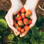 strawberry gardening tips for bigger sweeter strawberries