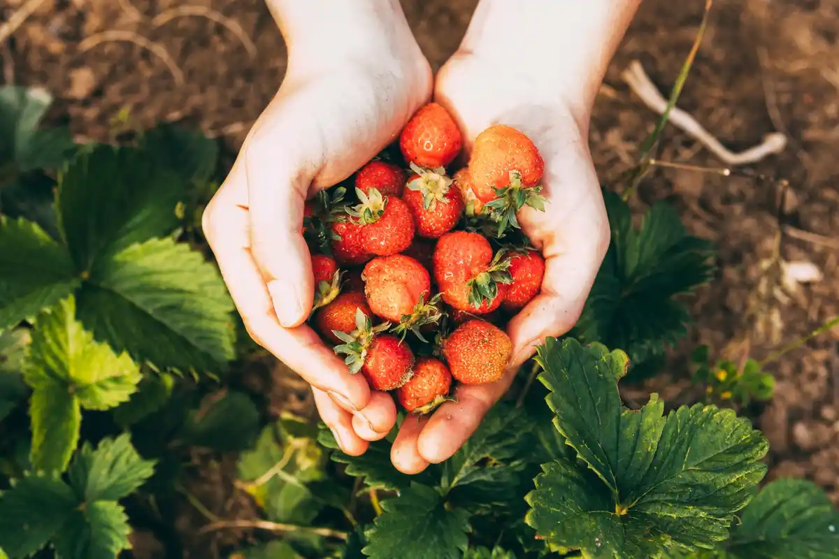 strawberry gardening tips for bigger sweeter strawberries