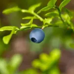blueberry harvest garden