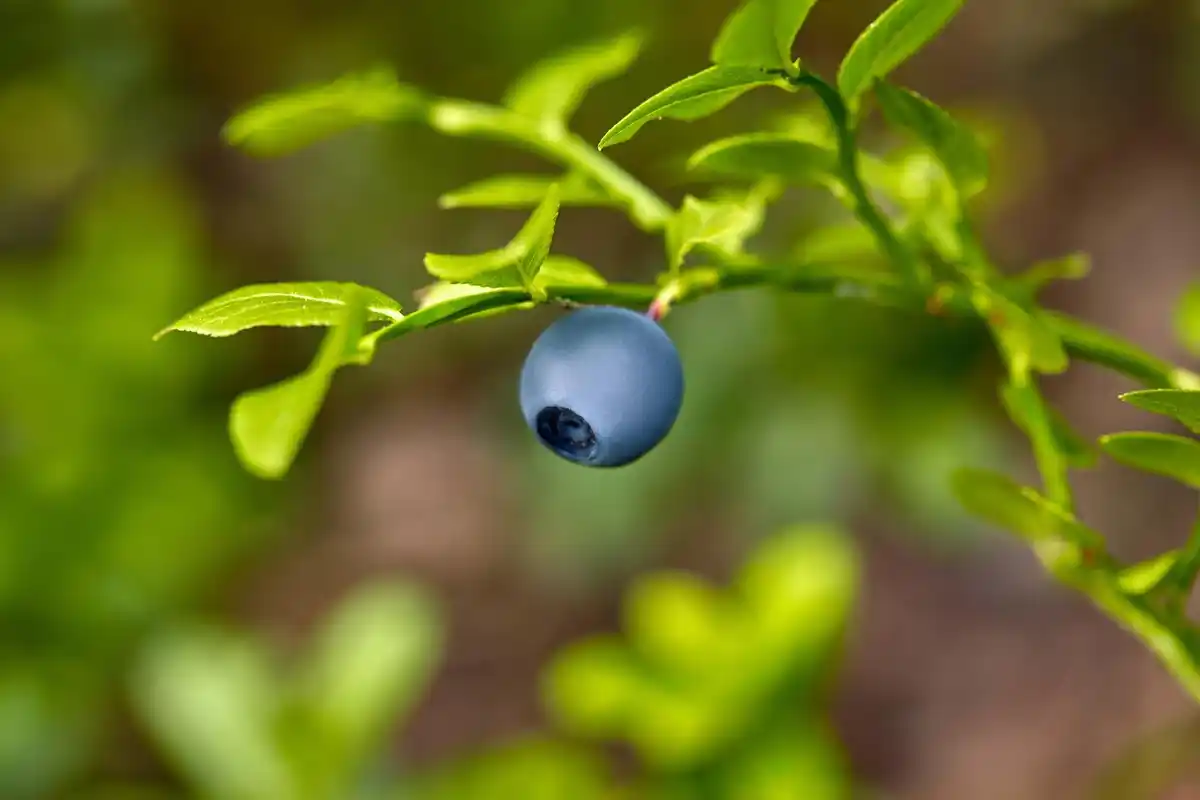 blueberry harvest garden