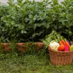 small fruit garden backyard