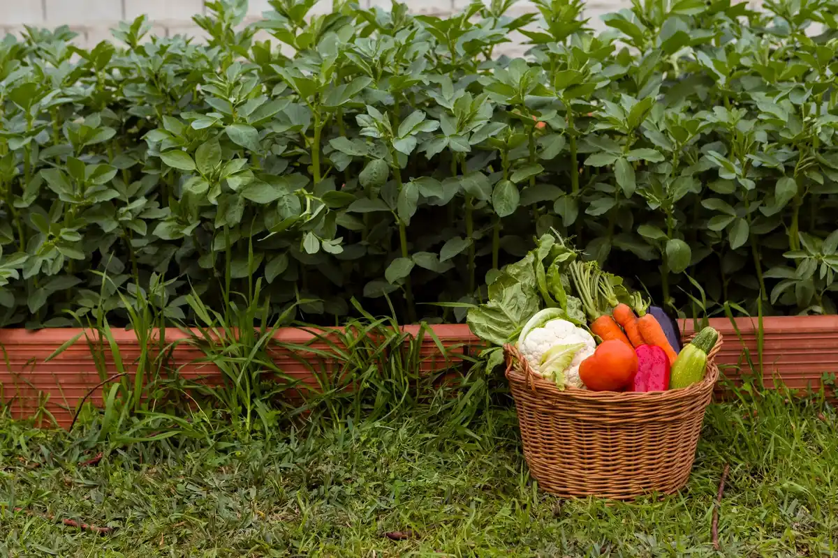 small fruit garden backyard