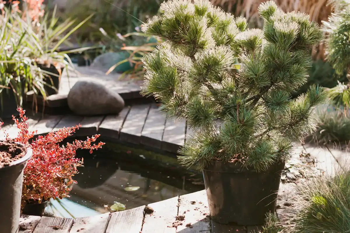 cozy garden relaxation outdoor space