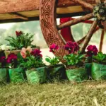 garden design Czech Republic backyard plants