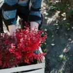 spring garden Czech Republic planting flowers backyard