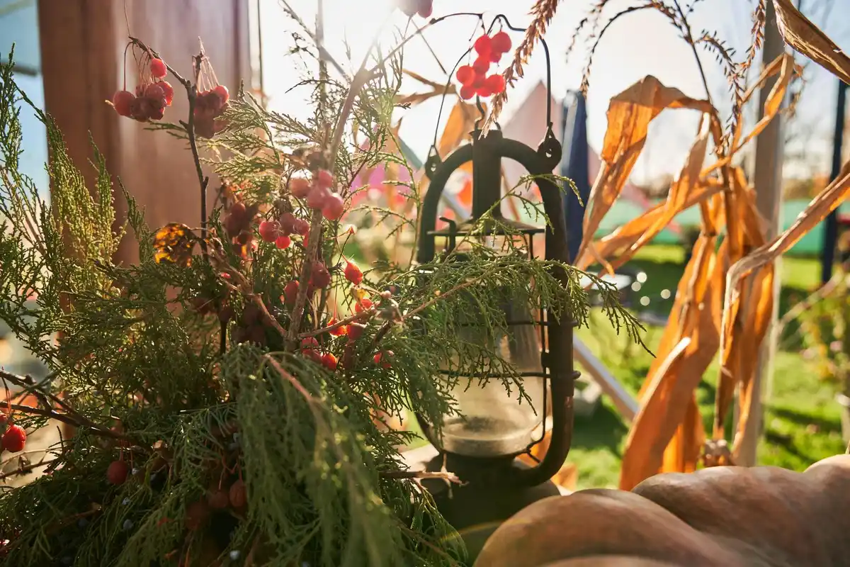 small budget garden Czech Republic backyard