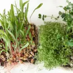 herb garden fresh herbs growing