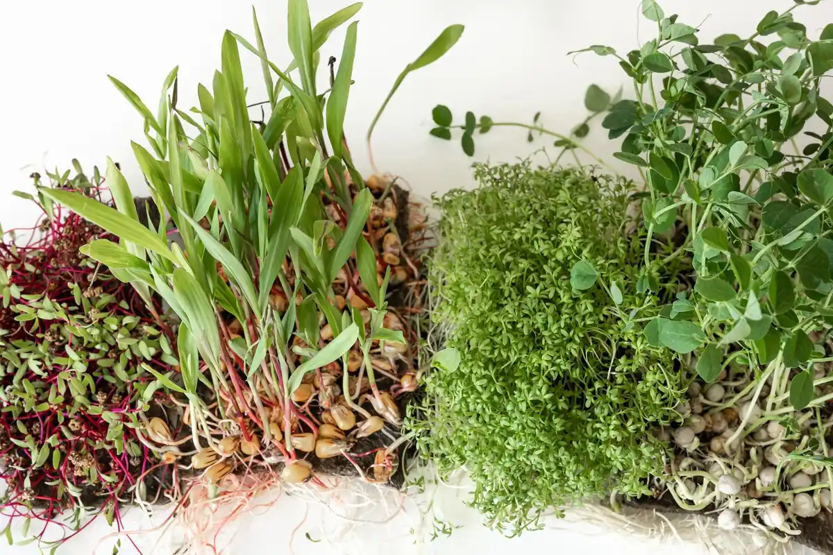herb garden fresh herbs growing