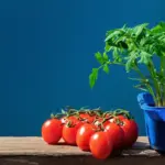 tomato plant growing on balcony container