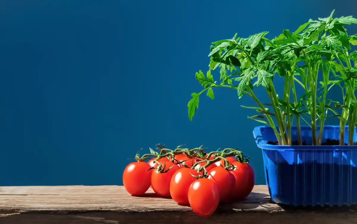 tomato plant growing on balcony container