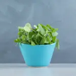 indoor herb garden windowsill