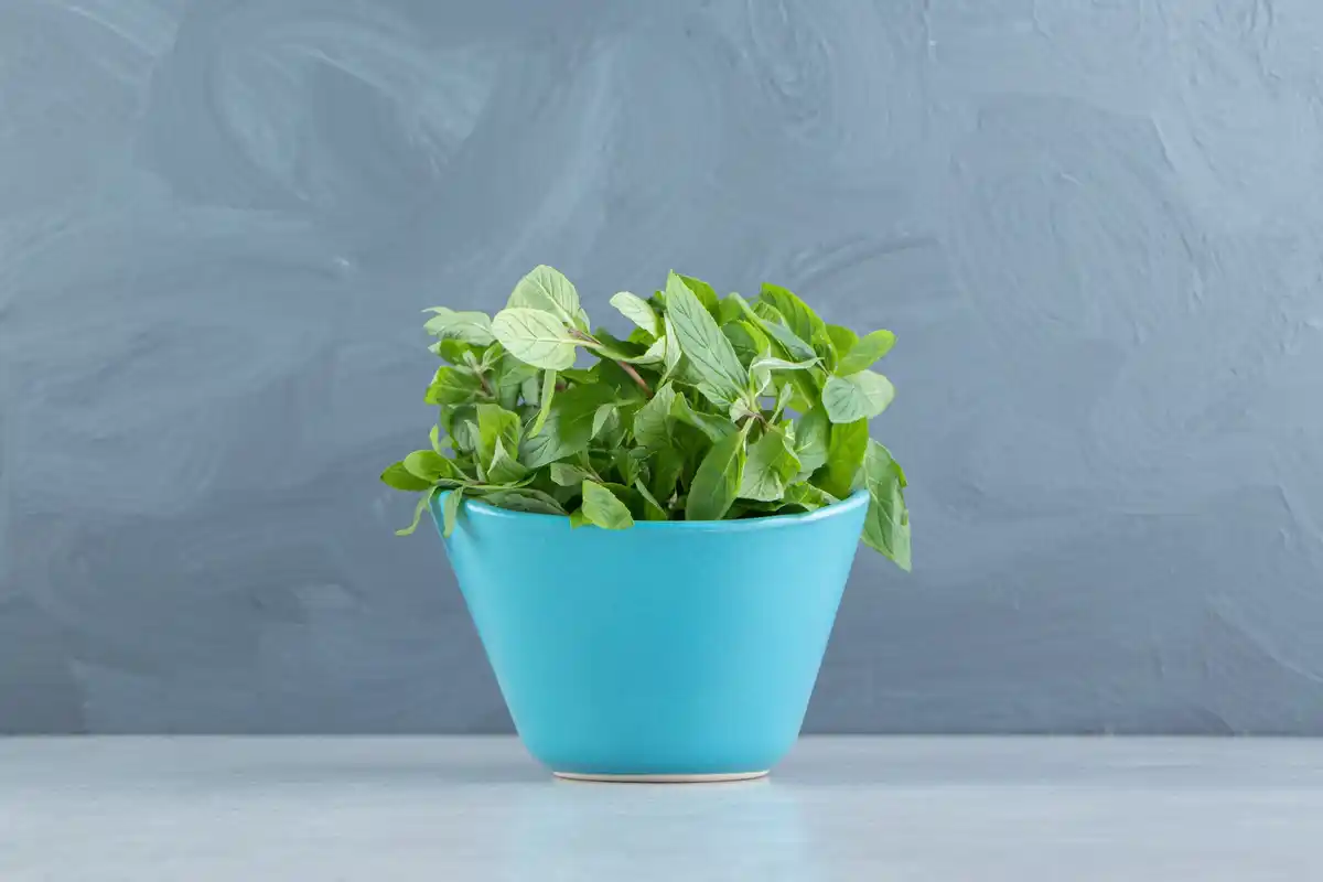 indoor herb garden windowsill