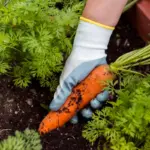 fresh homegrown carrots harvest garden