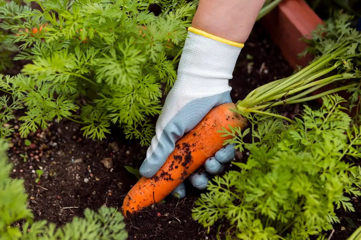 fresh homegrown carrots harvest garden