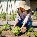 vegetable garden tips backyard Czech Republic
