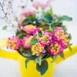 colorful flower garden backyard